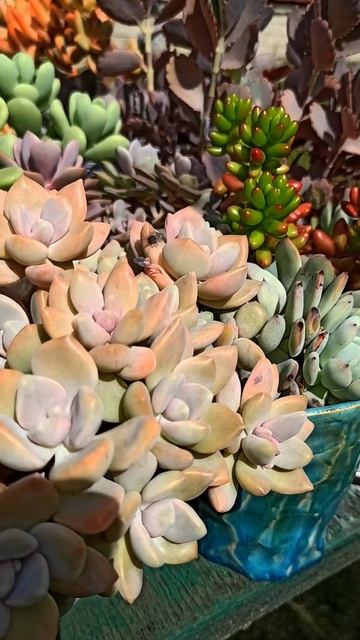Pachyveria pachyphytoides (Пахиверия пахифитоидес) #суккуленты #succulents #succulentgarden смотреть онлайн