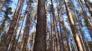 Диполь 160-80-40 для RDA выездов