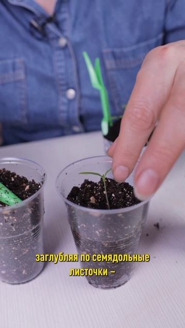 Рассада томатов будет крепкой и урожайной, если у нее мощные корни! Пикировка томатов смотреть онлайн