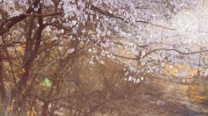 Релакс Цветущая Сакура под звуки природы, полное умиротворение под музыку Фортепьяно