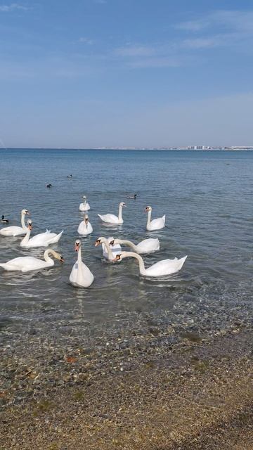 АНАПА ЛЕБЕДИ В МОРЕ смотреть онлайн