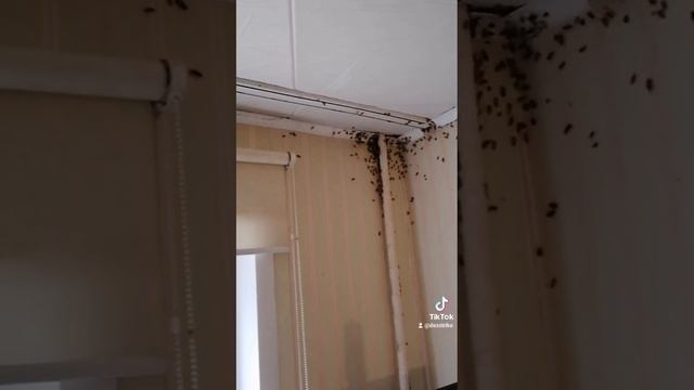 И снова тараканы....