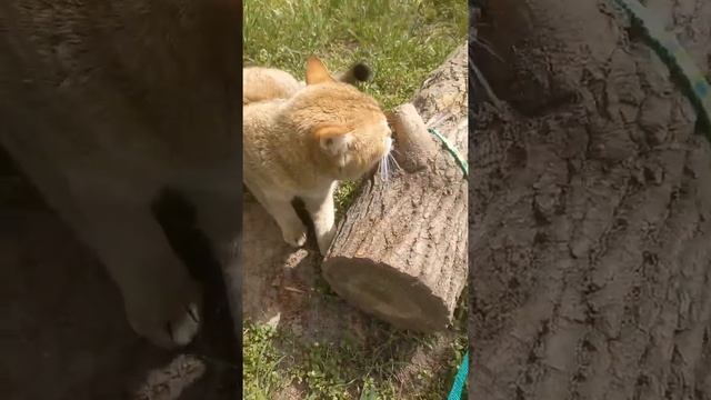 Котёнка накрыло бревно.Позитив от Марселя. Kitten and log. Positive from the cat Marcel. смотреть онлайн