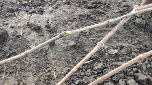 26 марта - открываю виноград