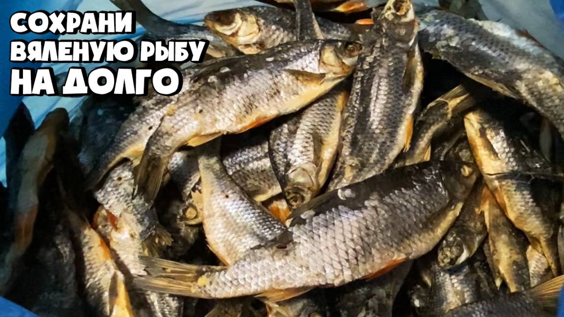 КАК СОХРАНИТЬ ВЯЛЕНУЮ РЫБУ НА ДОЛГО В БОЛЬШОМ КОЛИЧЕСТВЕ смотреть онлайн