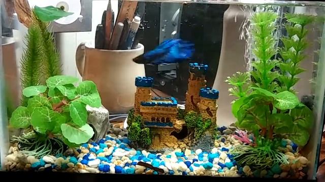 Fish E. Fish In His Small Aquarium