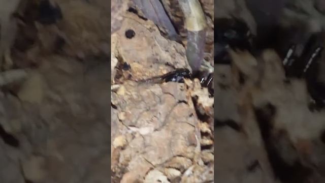 Paraponera (2016-03) IV смотреть онлайн