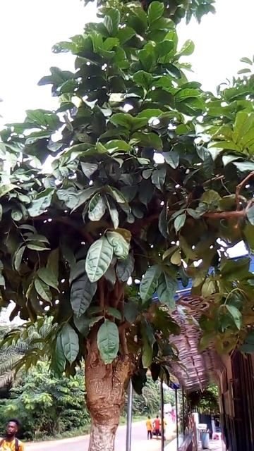 Treat waist pain with hyssop and moringa in decotion (leave) Psalms 51:7#herbs #hyssop смотреть онлайн