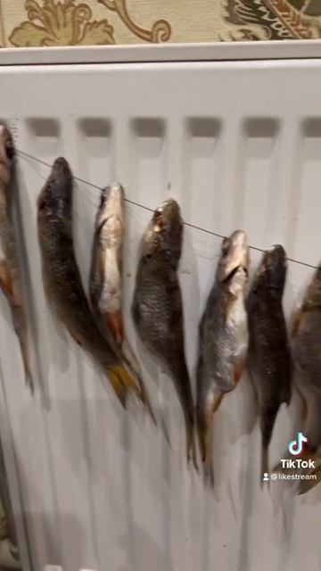 Как правильно сушить плотву в домашних условиях смотреть онлайн