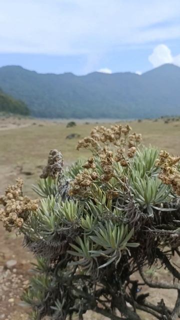 Leontopodium nivale/ Edelweiss #beautiful #india #flowers #indonesia #malaysia #nature #shorts смотреть онлайн