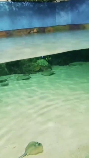 Aquarium #trending #viral #reel #traveldiaries #travelphotography #travelvlog #shorts #fish #fishin смотреть онлайн