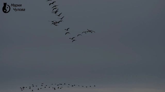 Летят курлыки журавли (Мария Чулова @вебму́шка) 17.08.2018 смотреть онлайн