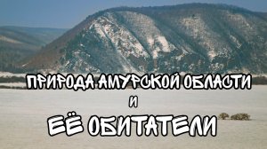 Любительский Фильм: Природа Амурской области и её обитатели #природа #лес #животные