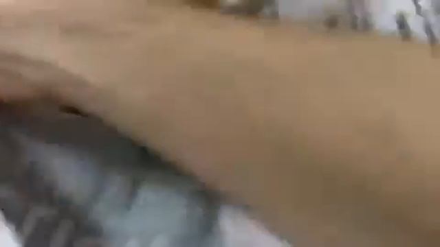 New T Vids and Chilobrachys fimbriatus Indian Violet Rehouse смотреть онлайн