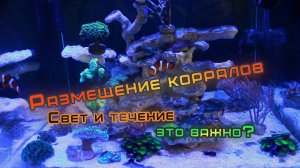 Размещение кораллов в морском аквариуме