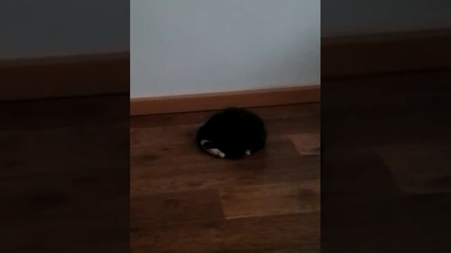 Котенок поймал крысу. смотреть онлайн