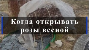 Когда открывать розы весной