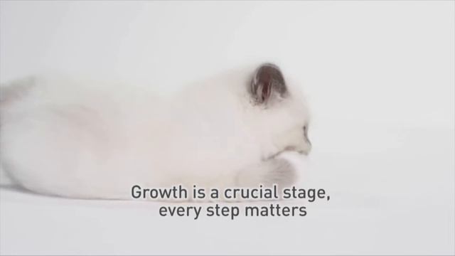 Royal Canin Cat nutrition from Birth , Grwoth and their entire lifetime. смотреть онлайн