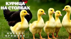 Михаил Пришвин  КУРИЦА НА СТОЛБАХ. Рассказы о природе и животных.