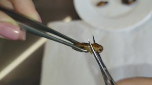 Разделка бананового сверчка для кормления стрижа