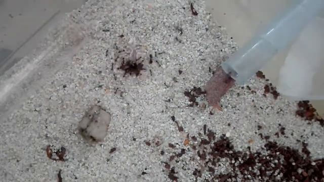 Pheidole megacephala feeding timelapse смотреть онлайн