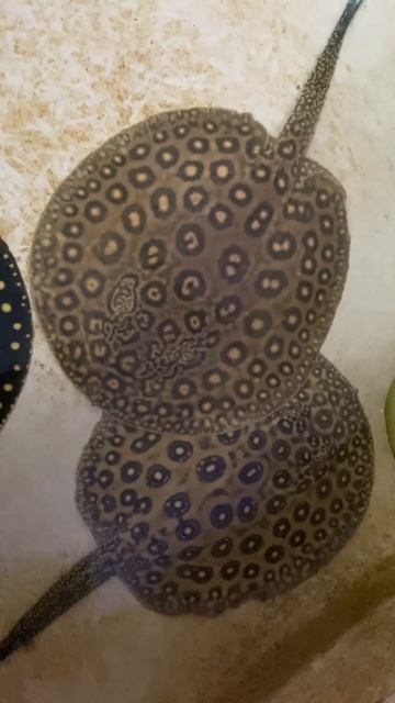 HET Pearl Stingrays смотреть онлайн