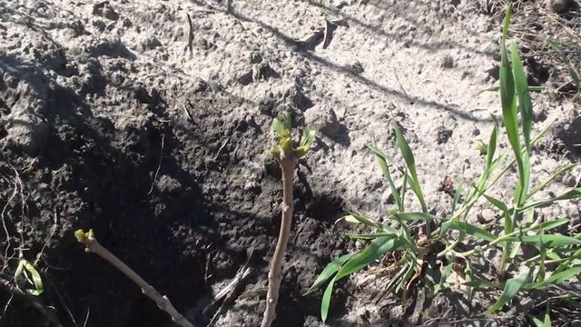 Польовий сезон вирощування медоносів відкрито. смотреть онлайн
