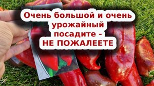 Гигант на вашем участке - сладкий перец Богатырь