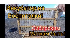 Изоляция маток в бигуди,и дальнейшая их постановка в Инкубатор для вывода качественных пчело-маток.