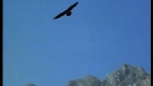 ПЕСНЯ О БРАТЬЯХ ХАДАЕВЫХ