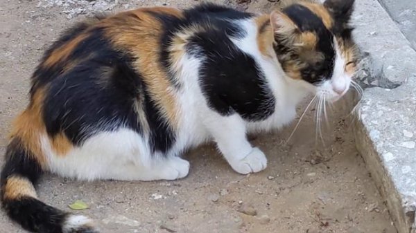 Funny feral calico cat Meow 😸 Смешная трёхцветная кошка Мяу Lustige katzen Gato gracioso engraçad