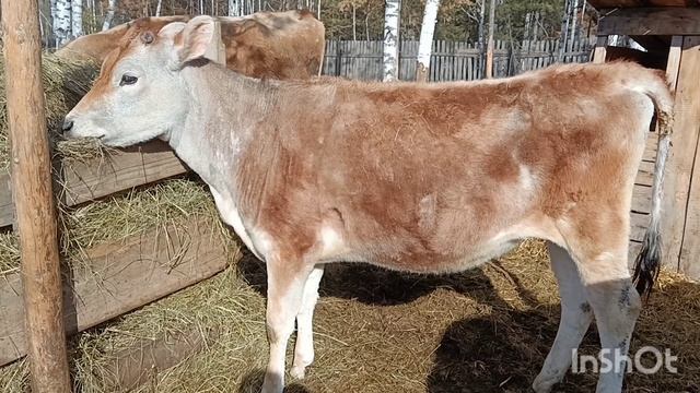 джерси смотреть онлайн