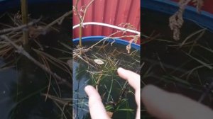 рыбалка в бочке караси нормально вопше вырасли!!!