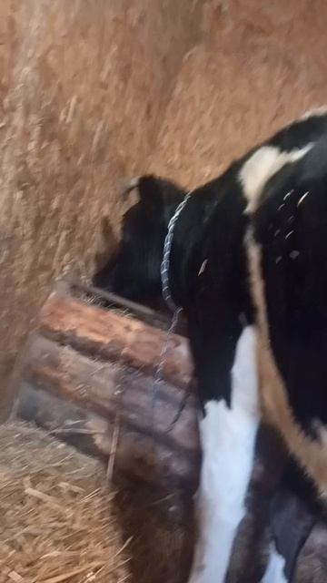 миша родился