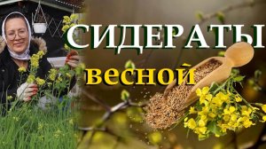 Делаем почву плодородной с помощью сидератов. Какие сидераты сеять весной: горох, бобы, люпин