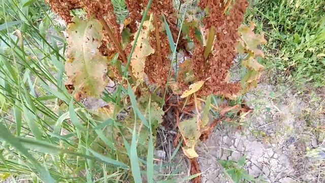 Конский щавель смотреть онлайн