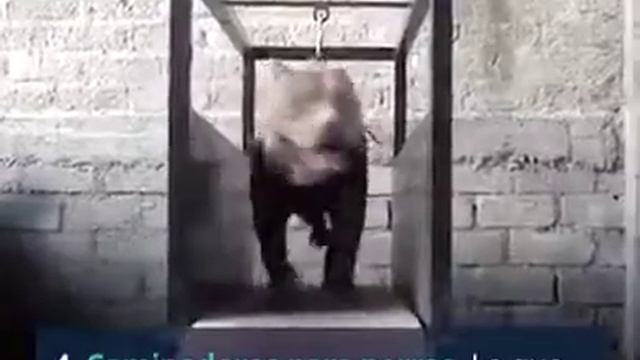 El aporte de los SUPERSONICOS HOY EN DIA смотреть онлайн