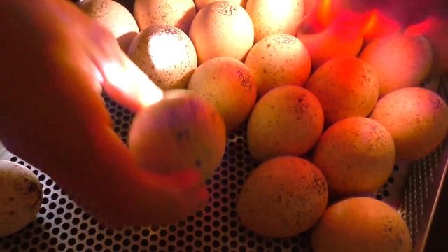 Пересадка индюшат, огородные дела смотреть онлайн