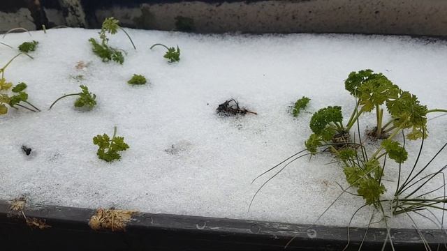 Петрушка под снегом смотреть онлайн