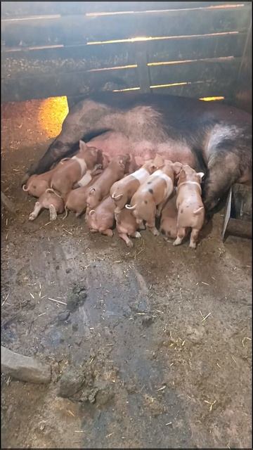 поросята кантор