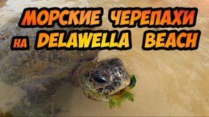 Шри-Ланка - пляж с Огромными морскими черепахами (Delawella beach)