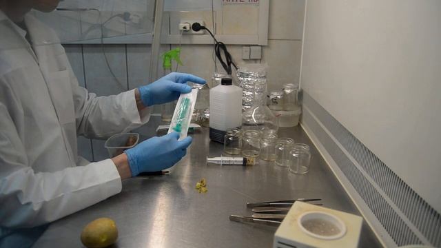 введение в культуру in vitro этап 3 вычленение эксплантов смотреть онлайн