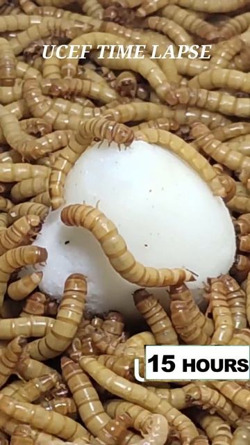 10000 Superworms VS Egg Timelapse Mealworms eating egg смотреть онлайн