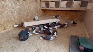 Племенные Голуби 2025 г. Бугуруслан Мурые белохвостые (3 часть)