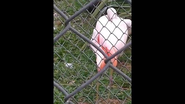 flamingo no zoólogico de Curitiba смотреть онлайн