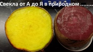 Свекла от А до Я  в природном земледелии.
