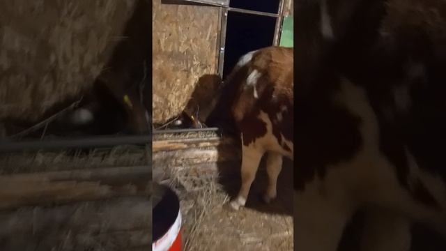 миша плясун