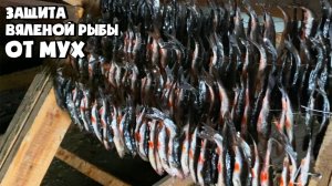 ЛУЧШИЙ СПОСОБ ИЗБАВИТЬСЯ ОТ МУХ ПРИ СУШКЕ РЫБЫ