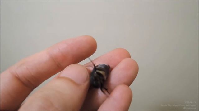 コクロコガネの鳴き声と羽音 The Sound of Chafer Beetle Holotrichia picea смотреть онлайн