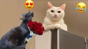Смешные коты 2025 😸Самые лучшие приколы с котами😸 Кошки 🤩Животные🤩 Смешные видео о животных